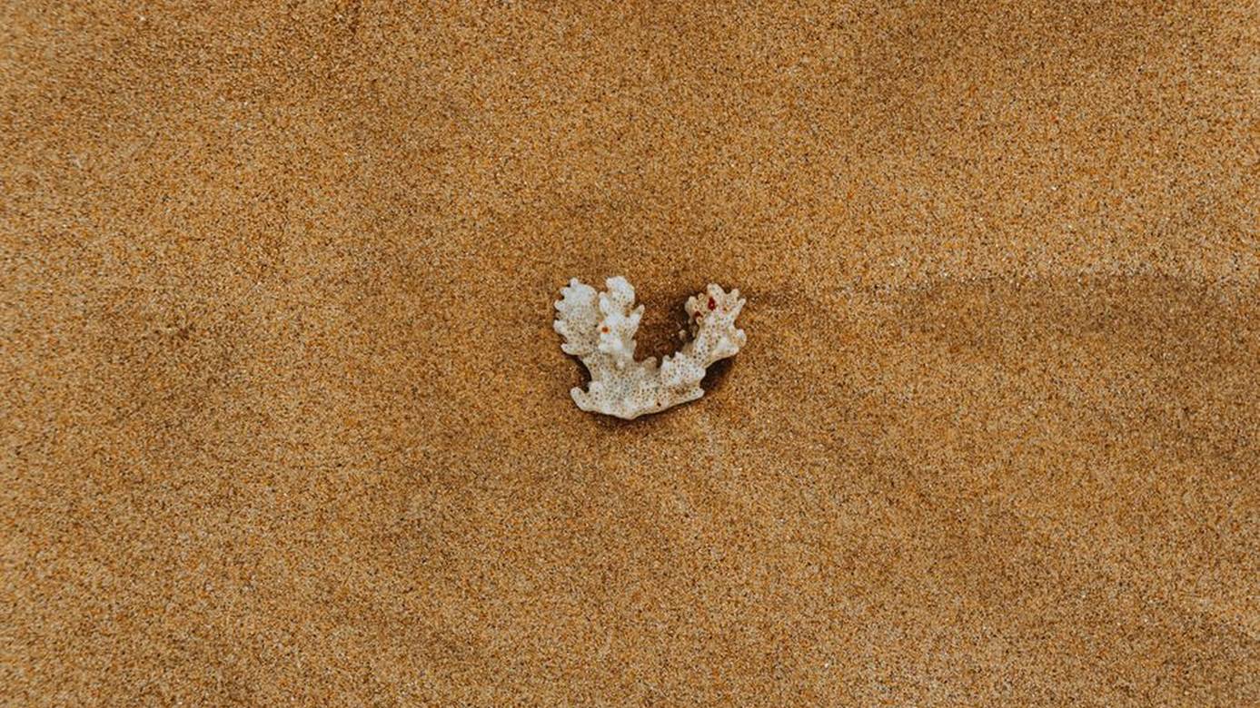 beach dune footprints plastic wrapper coral reef d
