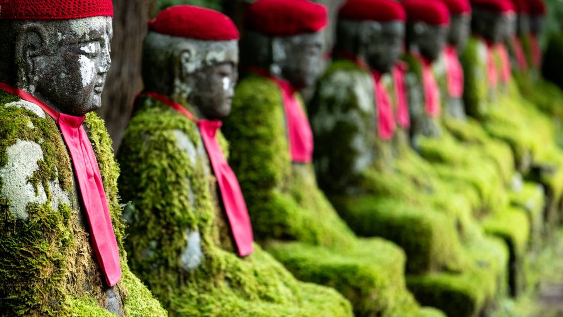Japanese forest trail Koyasan mountain temple moss