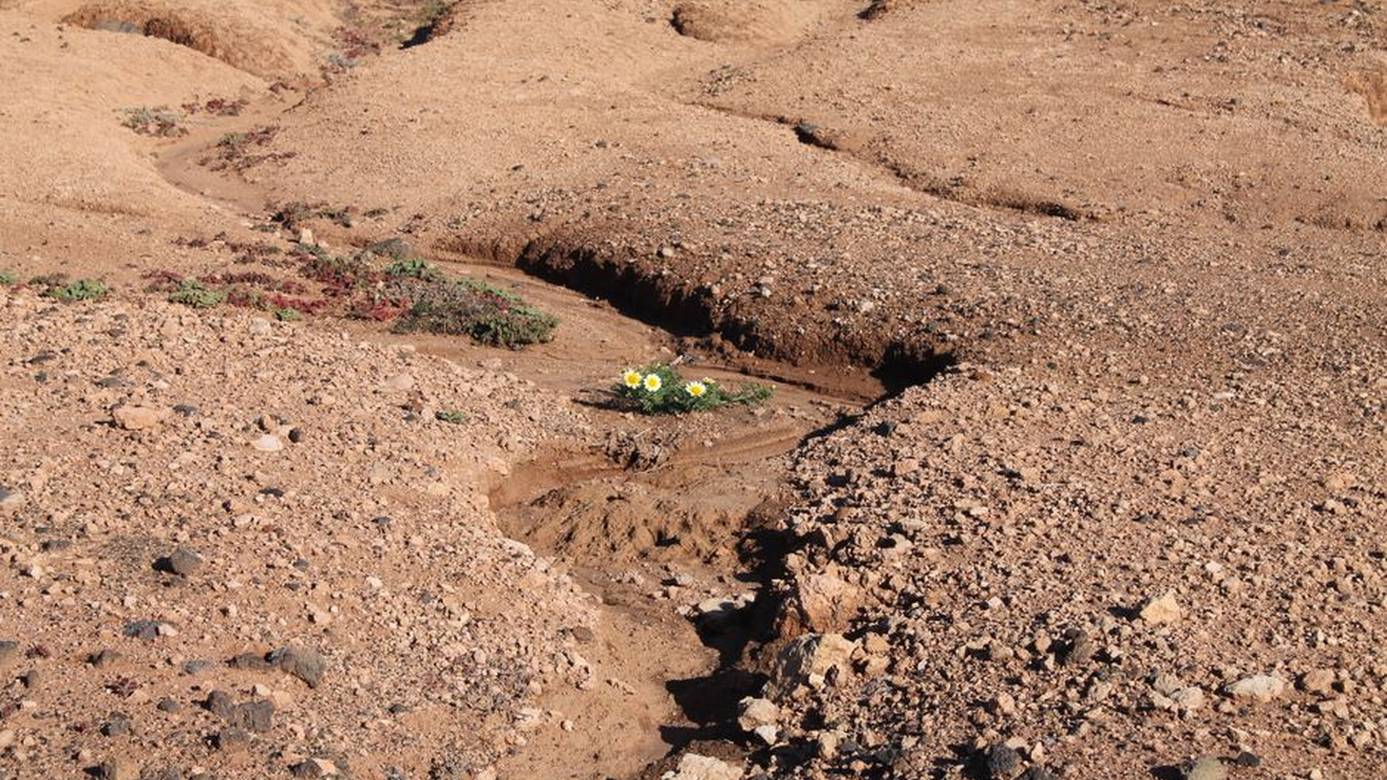trail path wildflowers rocky terrain soil erosion