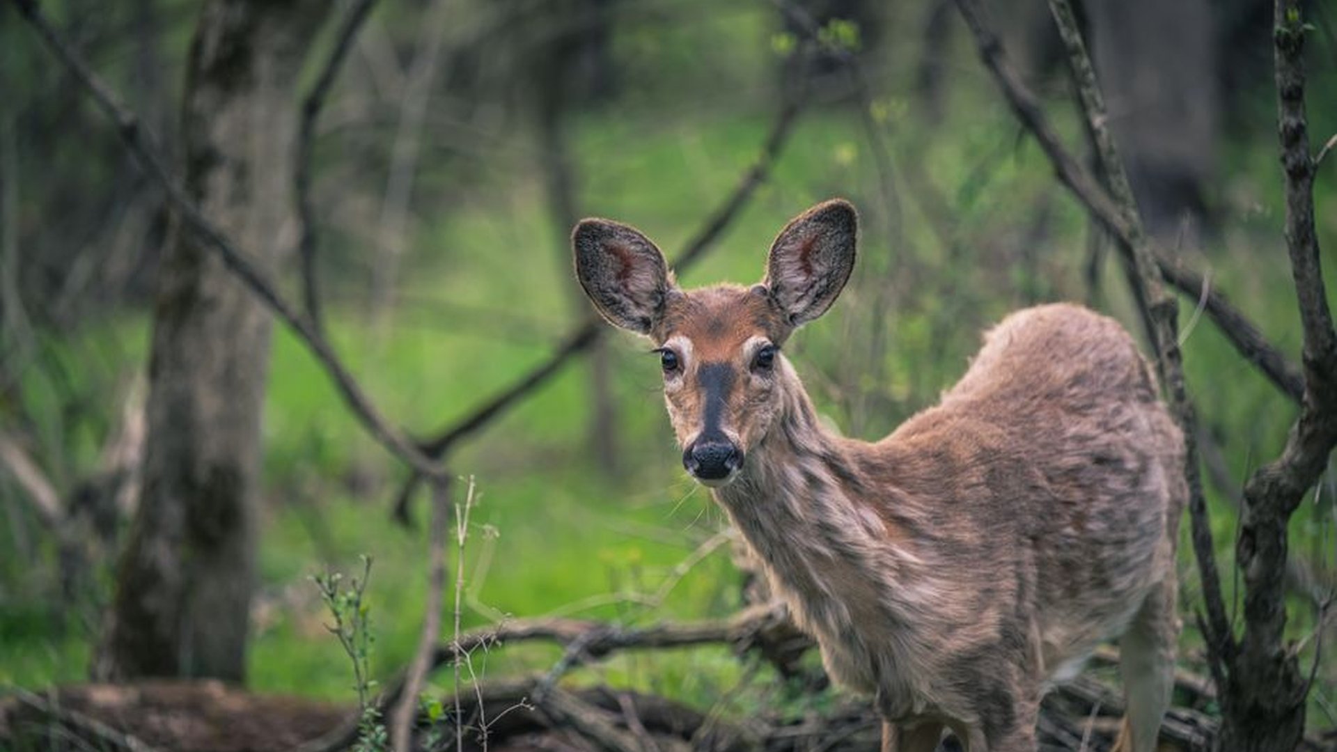 deer in forest telephoto lens wildlife respect no
